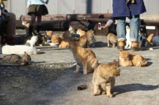 image of feral_cats