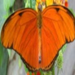 image of animal