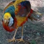 image of golden_pheasant #7