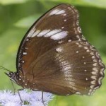 image of animal