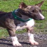 image of bull_terrier #1