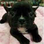 image of french_bulldog #10