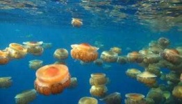 image of ocean