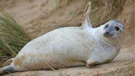 image of animal