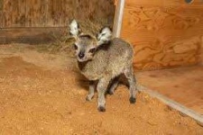 image of animal