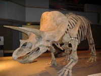 image of triceratops