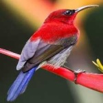 image of bird