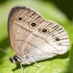 image of animal