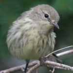 image of bird
