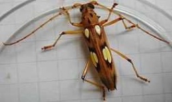 image of long_horned_beetle