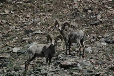 image of ram