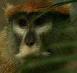 image of patas