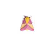 image of moth #10