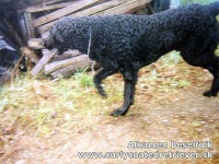 image of curly_coated_retriever