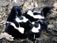 image of skunk