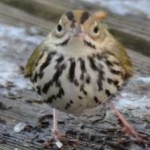 image of bird