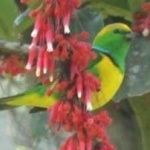 image of bird