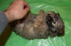 image of miniature_poodle