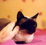 image of siamese_cat