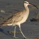 image of whimbrel #11