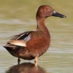 image of bird