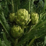 image of artichoke