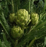 image of artichoke #17