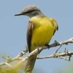 image of bird