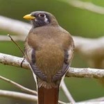image of bird