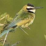 image of bird