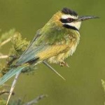 image of white_throated_bee_eater #24