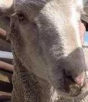 image of animal