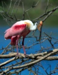 image of spoonbill