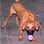image of animal