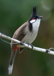 image of bulbul