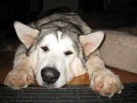 image of malamute