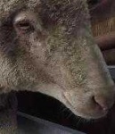 image of animal