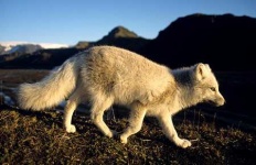 image of arctic_fox