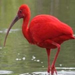 image of bird