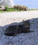 image of tabby