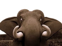 image of tusker