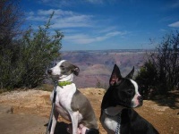 image of italian_greyhound