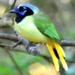image of bird