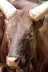 image of animal