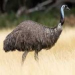 image of emu #34