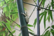 image of tree_frog #18