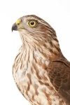 image of hawk