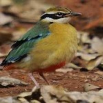 image of bird