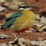 image of indian_pitta #10