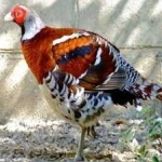 image of bird